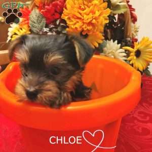Chloe, Yorkie Puppy